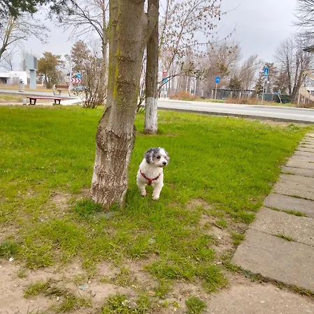 Studioul Vacantelor Din 2 Saturn